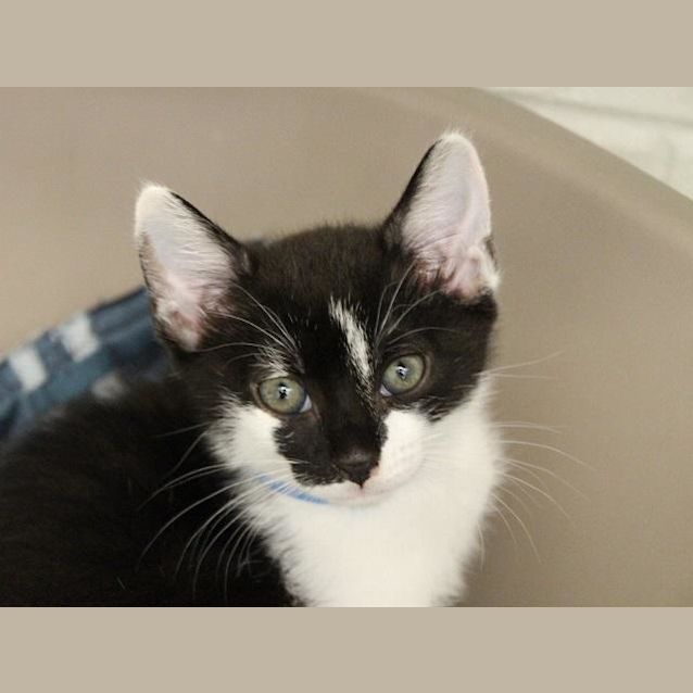 Photo of Rocky (4282)