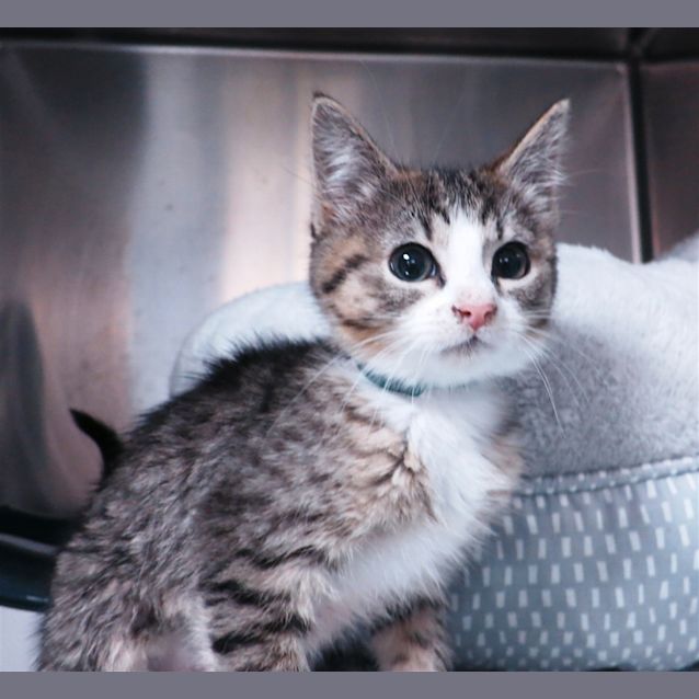 Photo of Syrah