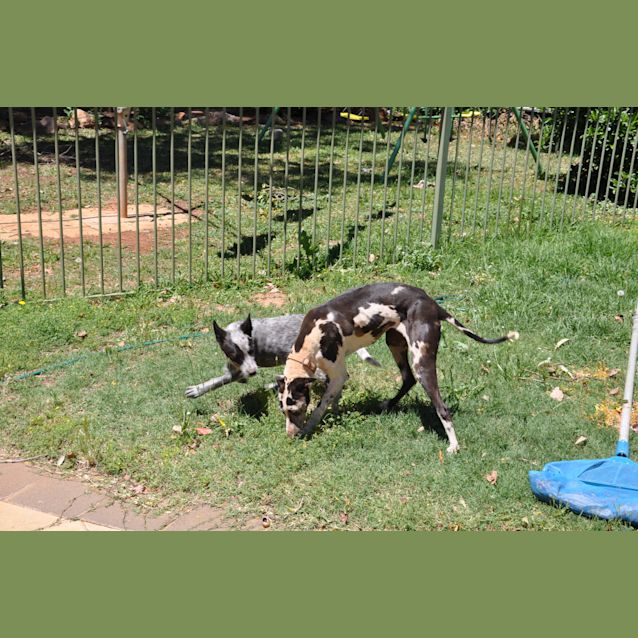 Photo of Bailey ~ Greyhound Mix