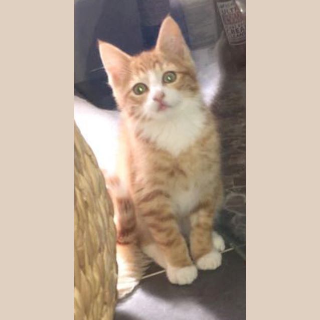 Photo of Simba The Ginger Tiger Kitten