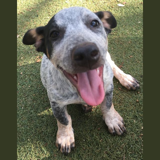 Photo of Smokey