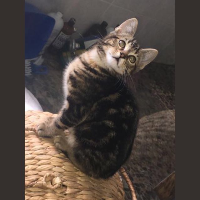 Photo of Snickers The Tabby Tiger Kitten
