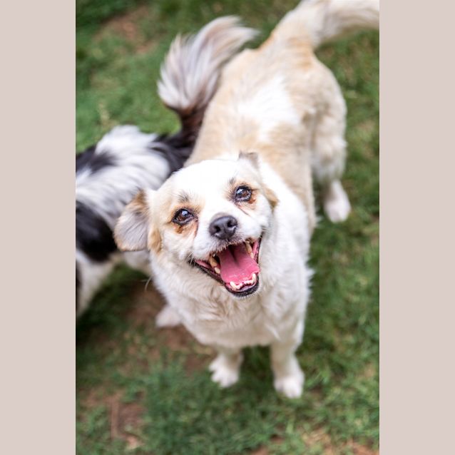 Photo of Ozzie