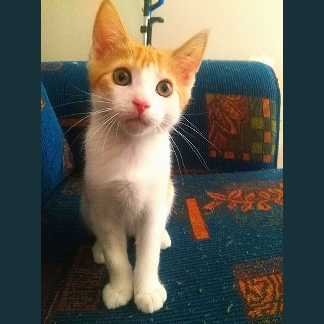 Photo of Ace 