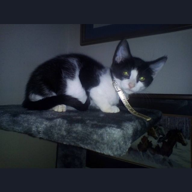 Photo of Oreo 