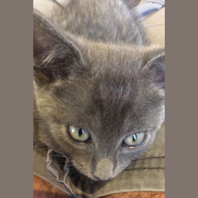 Photo of Luca **2nd Chance Cat Rescue**