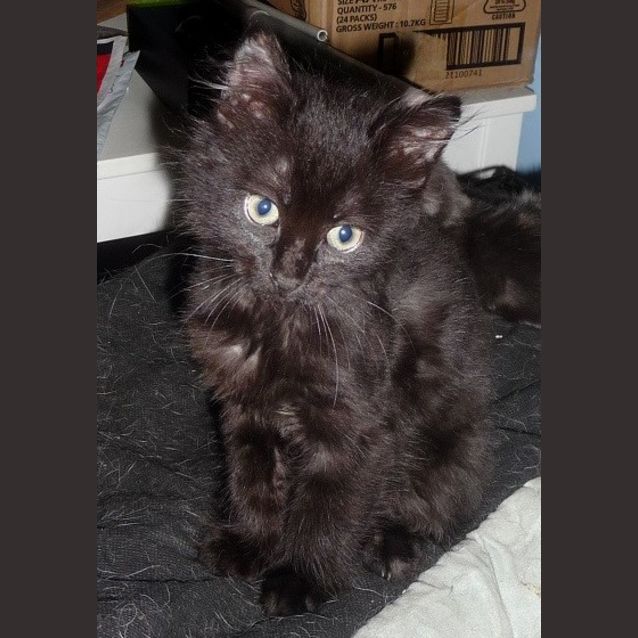 Photo of Tangent **2nd Chance Cat Rescue**