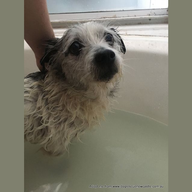 Photo of Moey ~ Maltese X Shi Tzu (On Trial 5/1/2018)
