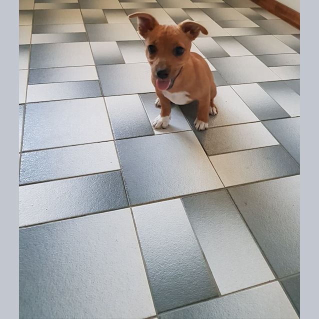 Photo of Peanut 