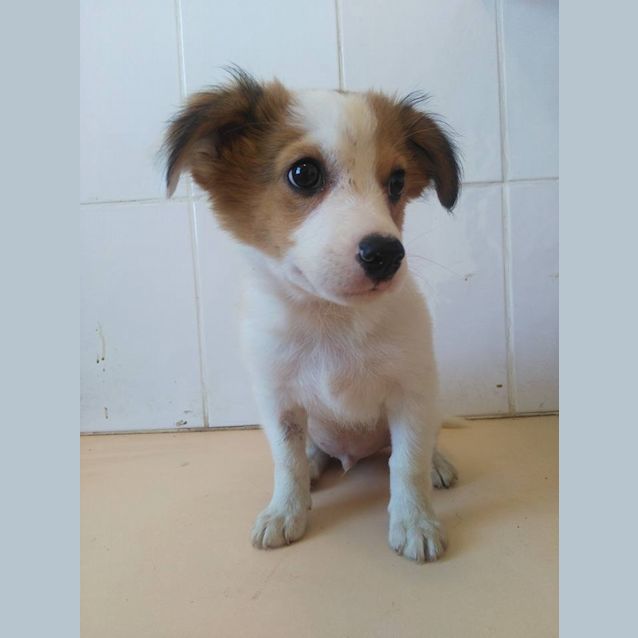 Photo of Bailey 