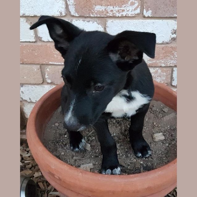 Photo of Buzz