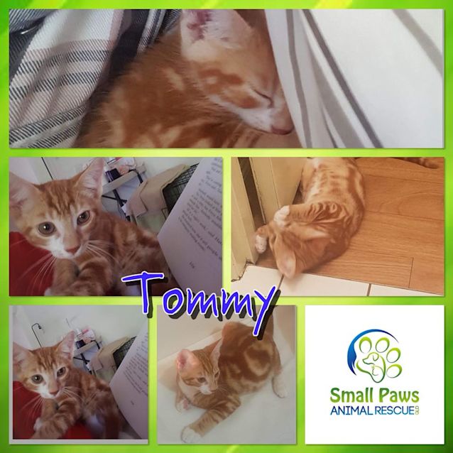 Photo of Tommy
