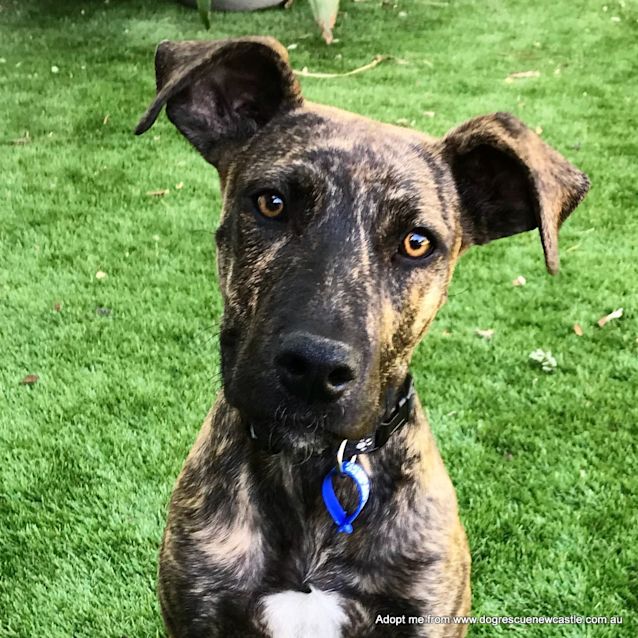 Photo of Jedda ~ Staffy X (On Trial 15/1/2018)