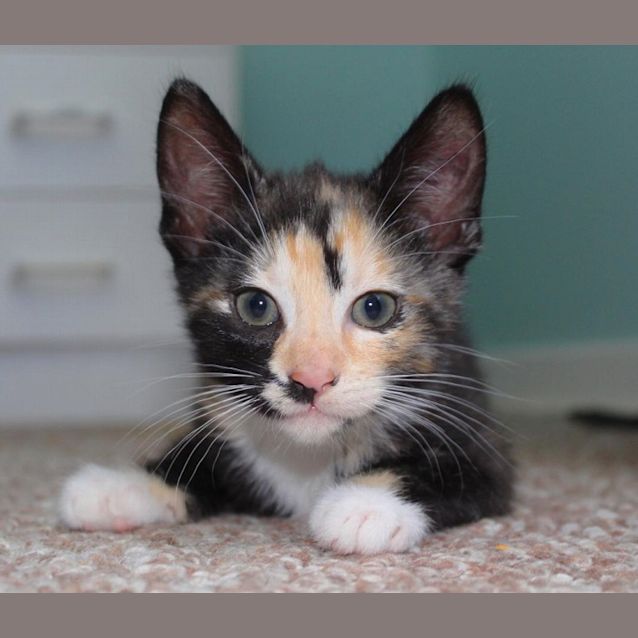 Photo of Mystique Ec0393