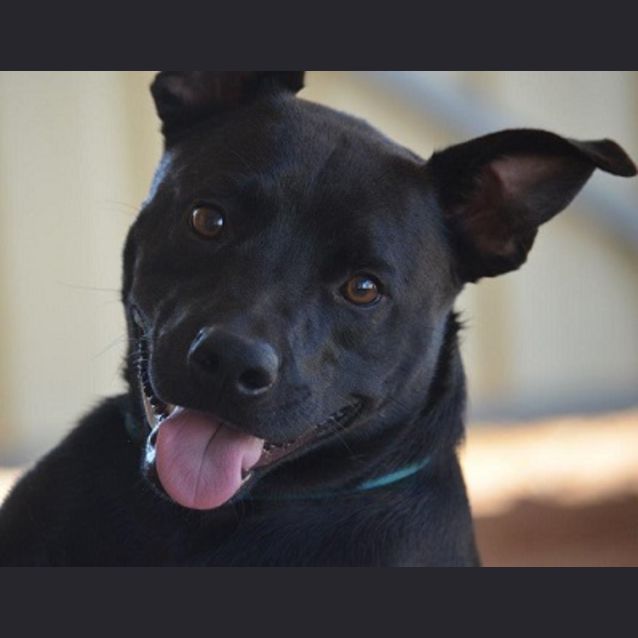 Photo of Chubs Md0018 *Adoption Pending*