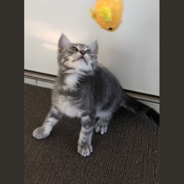 Photo of Darcy **2nd Chance Cat Rescue**