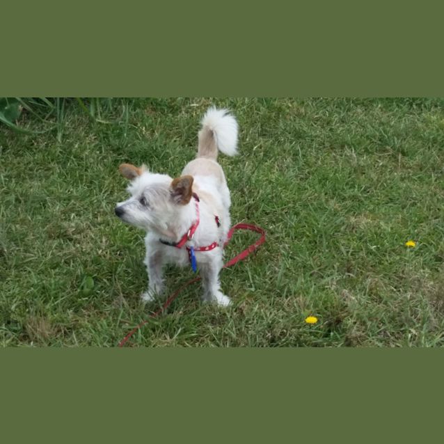 Photo of Bluey  ( Calling Her Boo)