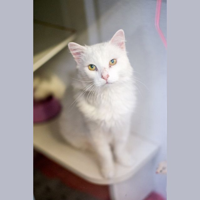Photo of Pharoah
