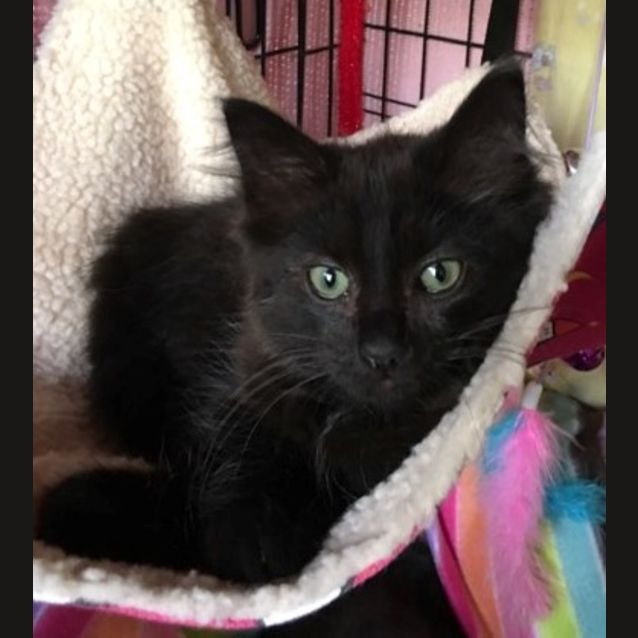 Photo of Miss Madonna **2nd Chance Cat Rescue**