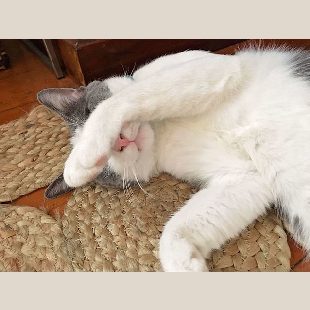 Photo of Milko *I'm Just $50!*