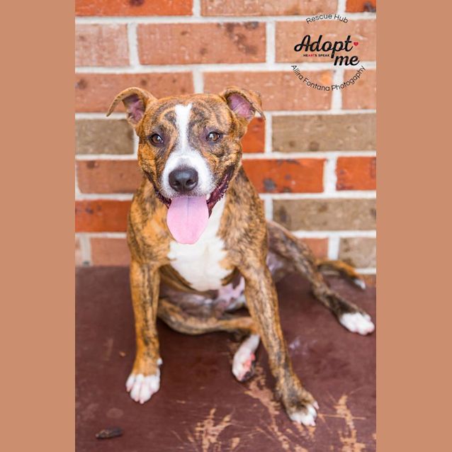 Photo of Benji (Pcc 674)