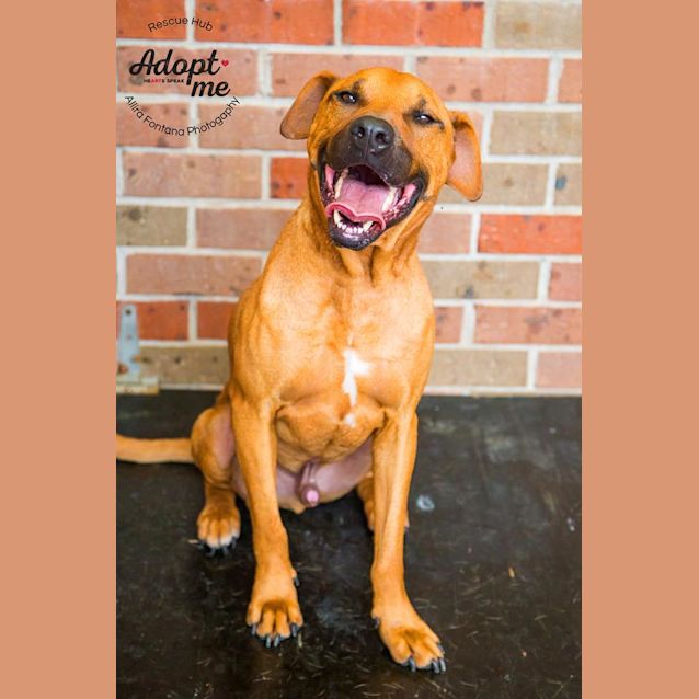 Photo of Hurricane (Pcc 678)