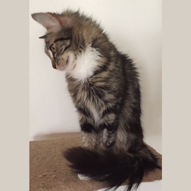 Photo of Cinnamon The Chirpy Fluffy Tabby Cat