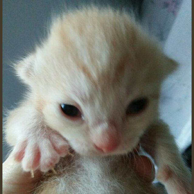 Photo of Alto 