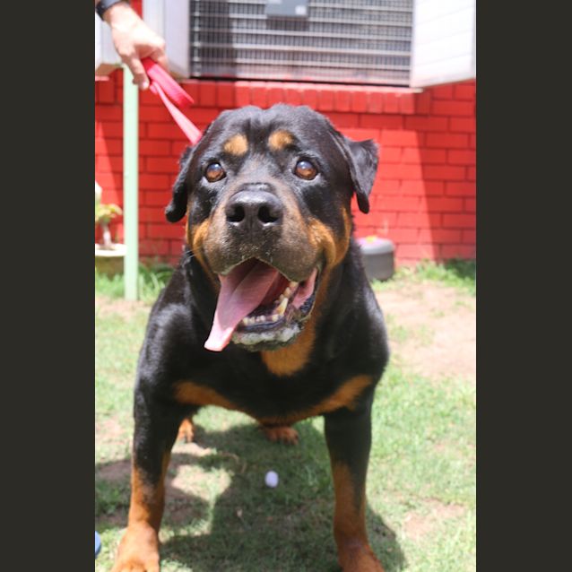 Photo of Bear