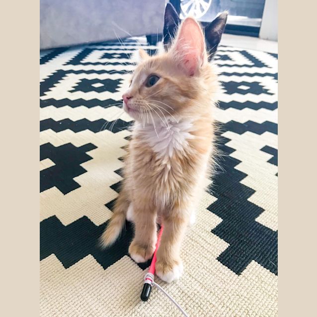 Photo of Amber
