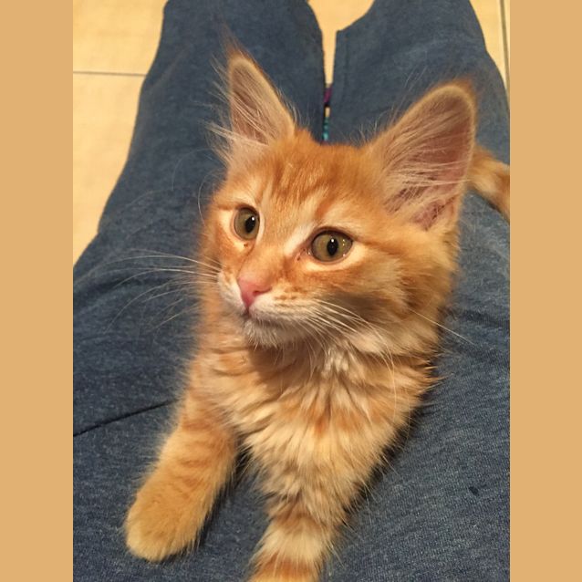 Photo of Fluffy