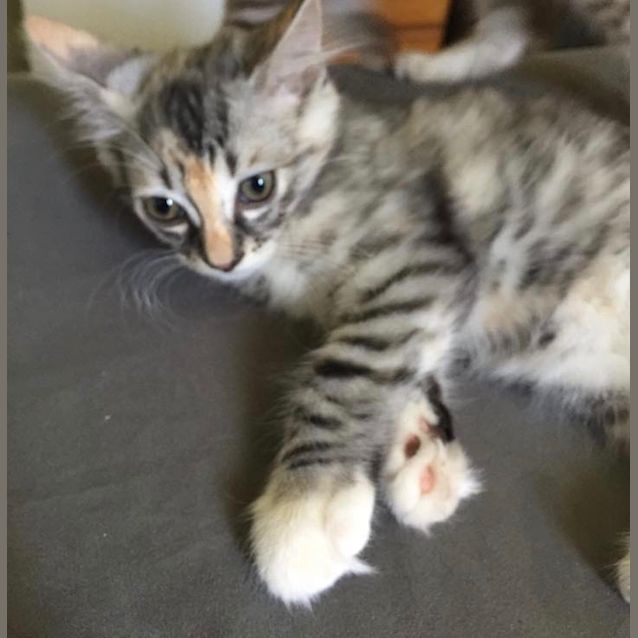 Photo of Stripes