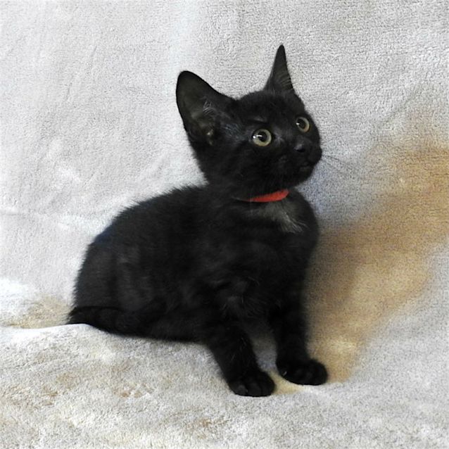Photo of Cola