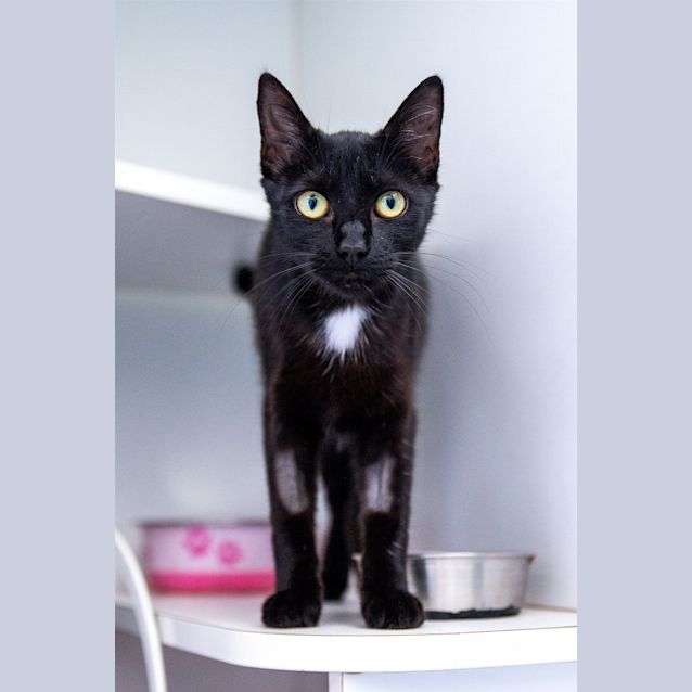 Photo of Smokey