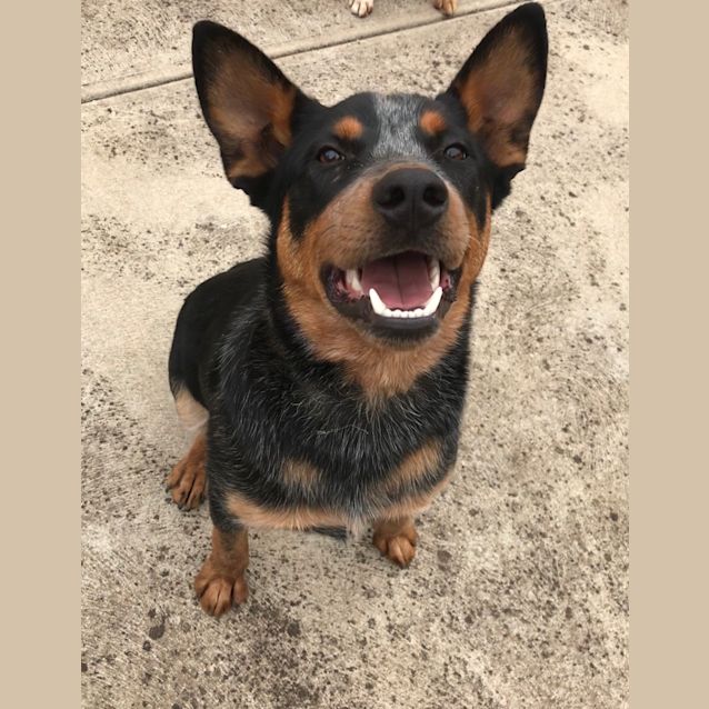 Photo of Tradie **Adopted**