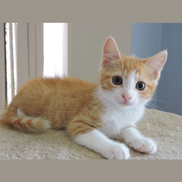 Photo of Waffle