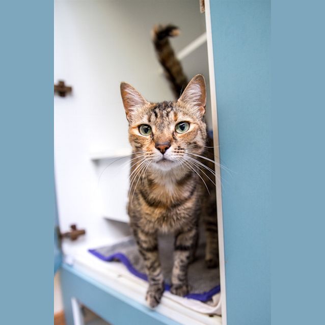 Photo of Tigger