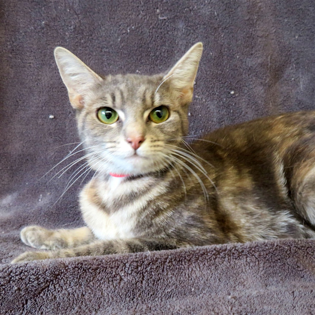 Photo of Dodge