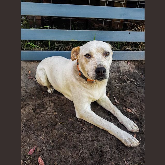 Photo of Charlie (Assisted Rehome)