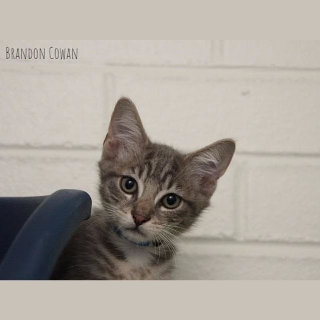 Photo of Cosmo (4601)