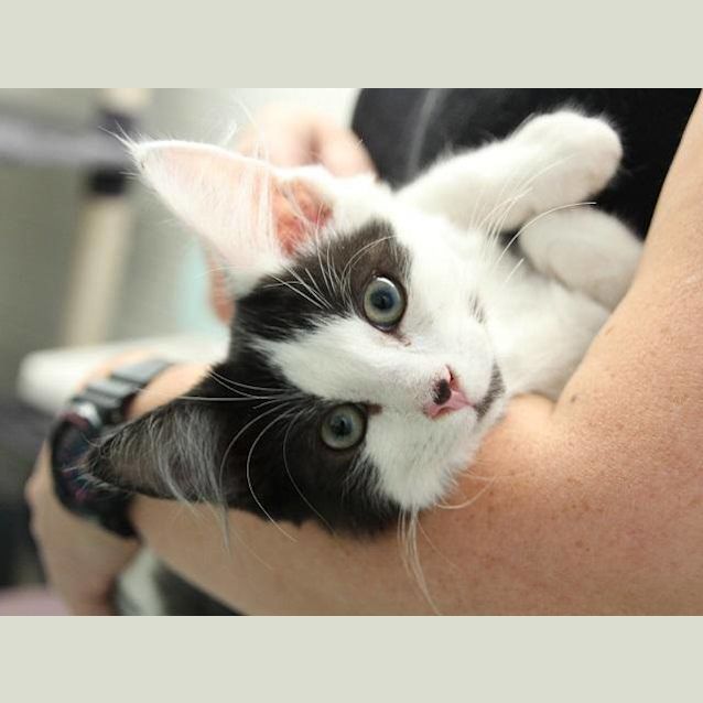 Photo of Flash (4708)