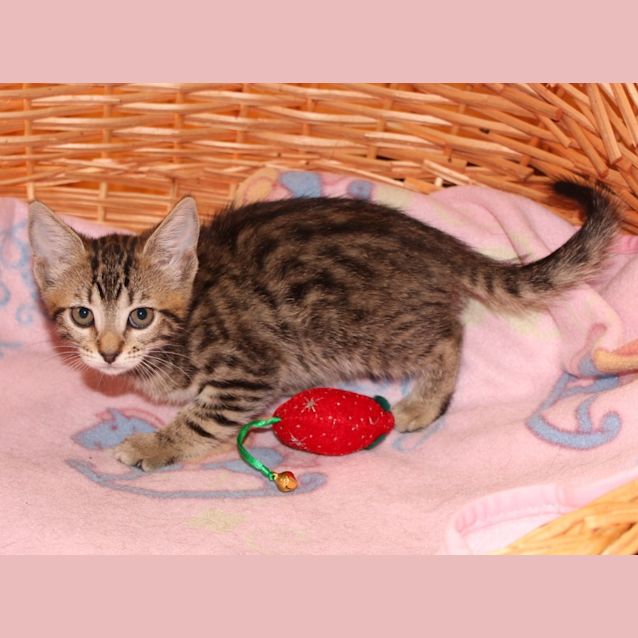 Photo of Bengaly **2nd Chance Cat Rescue**