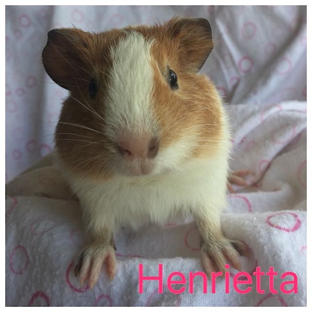 Photo of Henrietta 
