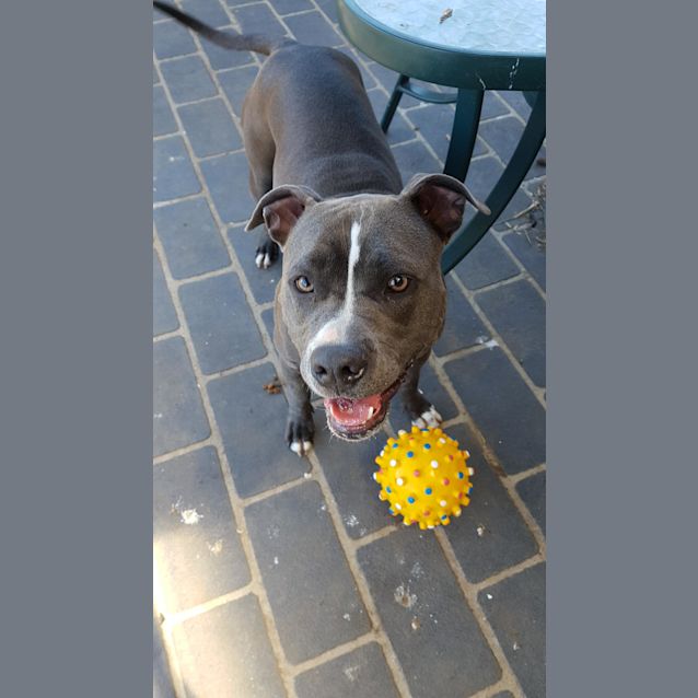 Photo of Sheeba