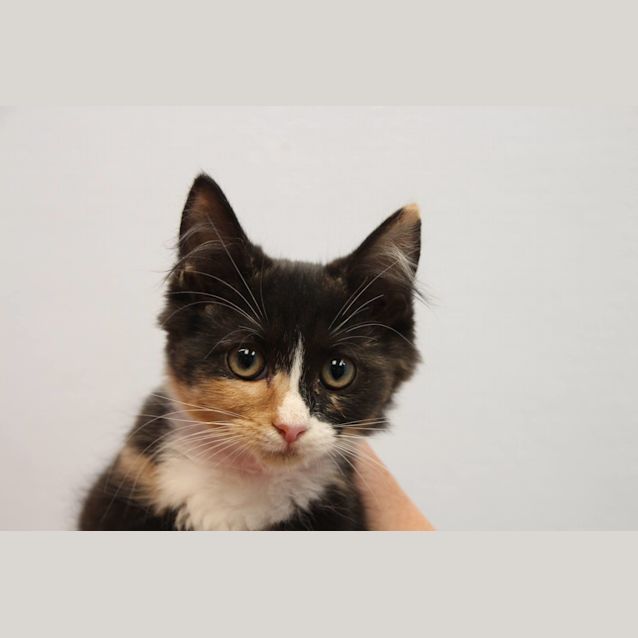 Photo of Teddy Bear (4709)