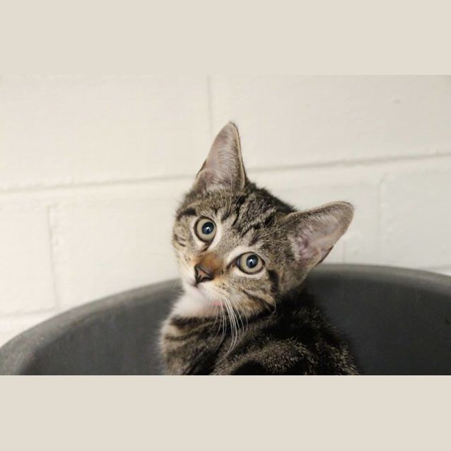 Photo of Meowly Cyrus (4598)