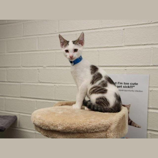 Photo of Toby (3721)