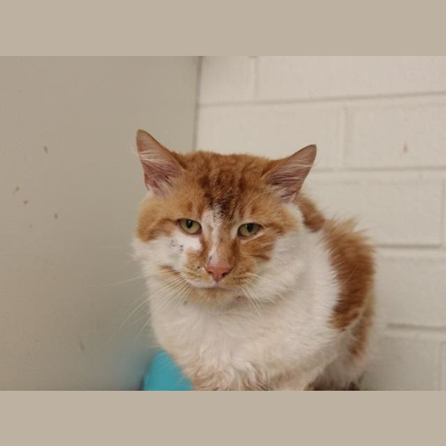 Photo of Hendricks (5466)