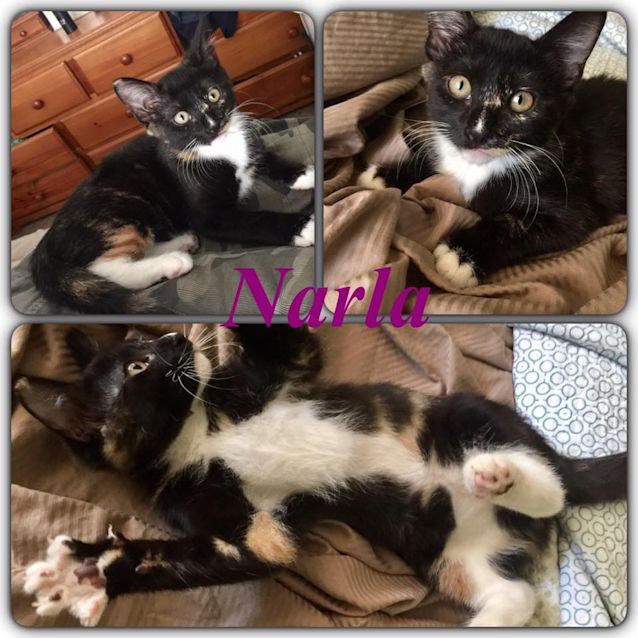 Photo of Narla 