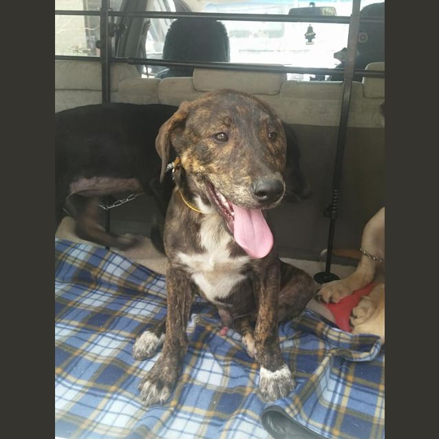 Donnie - Large Male Maremma Sheepdog Mix Dog in VIC - PetRescue Donnie - Large Male Maremma Sheepdog Mix Dog in VIC - PetRescue